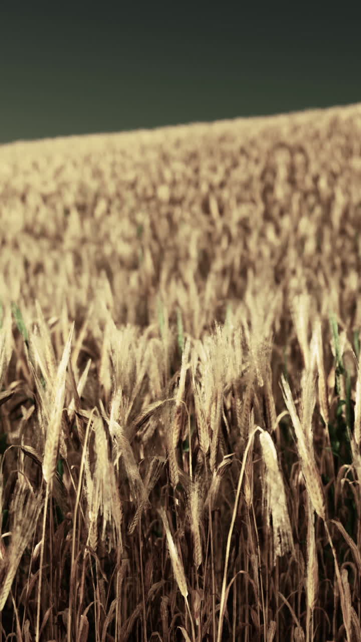 Campo de trigo dorado