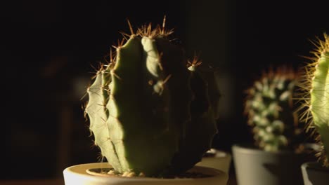 different shaped home small cactus and succulent plants in pots at sunset close up pan