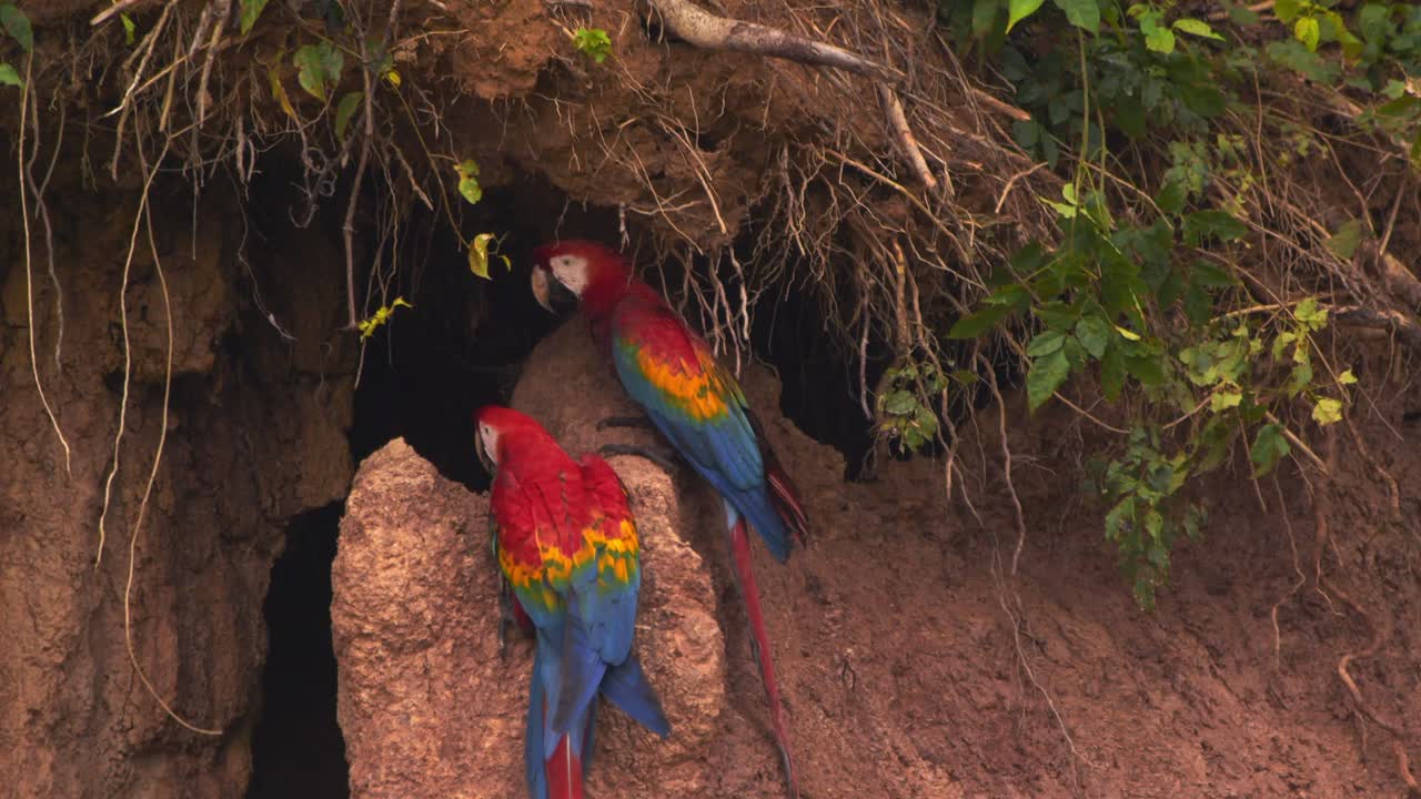 Scarlet Macaw flies in and joins its partner on the chuncho clay lick to consume the mineral rich mud