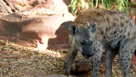 hyena moves through natural zoo environment