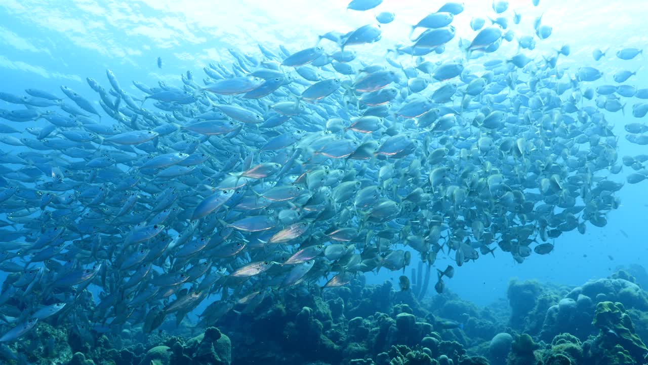 쿠라카오 주변의 카리브 해의 산호초에서 먹이 공