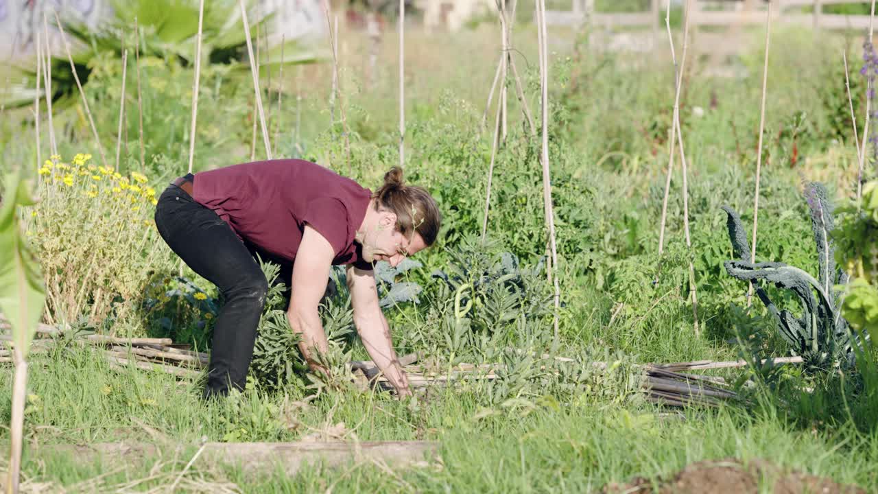 Young man farmer removing weeds from vegetable garden