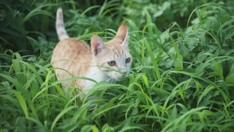 cute marmalade tabby kitten leaping playfully out of grass field slow motion