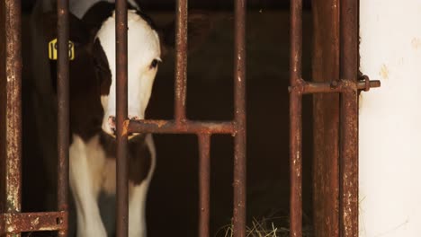 Baby-dairy-Cow-in-pen