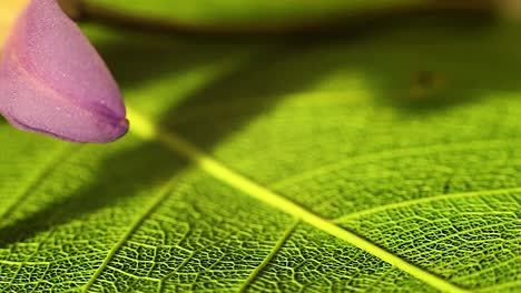 Rotating-leaf-feather-and-flower-on-turntable-with-dark-black-background-an-shallow-field-of-depth