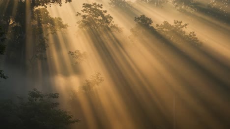 radiant sunbeams cutting through a misty forest scene, creating a beautiful display of light and shadow among the trees in nature's serenity and tranquility