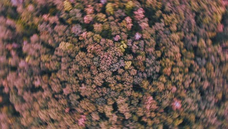 abstract aerial view of a forest