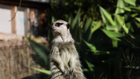 a meerkat stands alert, scanning its environment