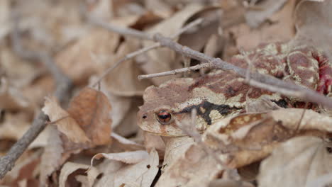 injured asiatic toad with bleeding leg resting in fallen leaves camouflage in wild forest, south korea