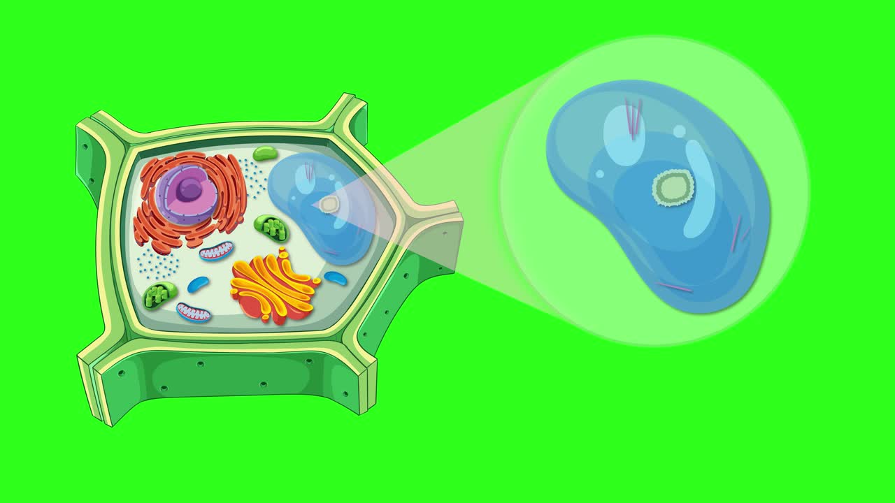 Animation illustrating plant cell structure, highlighting vacuole and crystal formations with dynamic transitions and vibrant colors