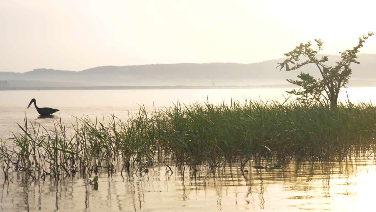una cigüeña africana de pico abierto vadeando en el lago victoria con el sol saliendo al fondo