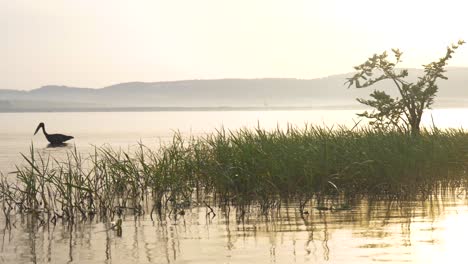 an african openbill stork wading in lake victoria with the sun rising in the background