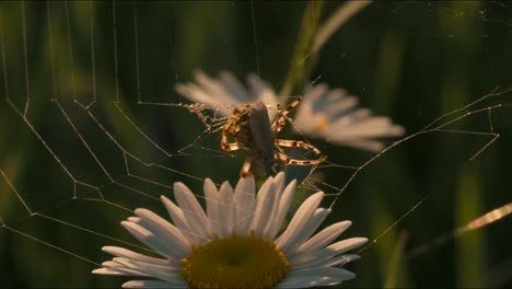 araña en una telaraña con margarita