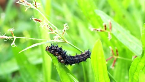 buckeye butterfly caterpillar in the high grass