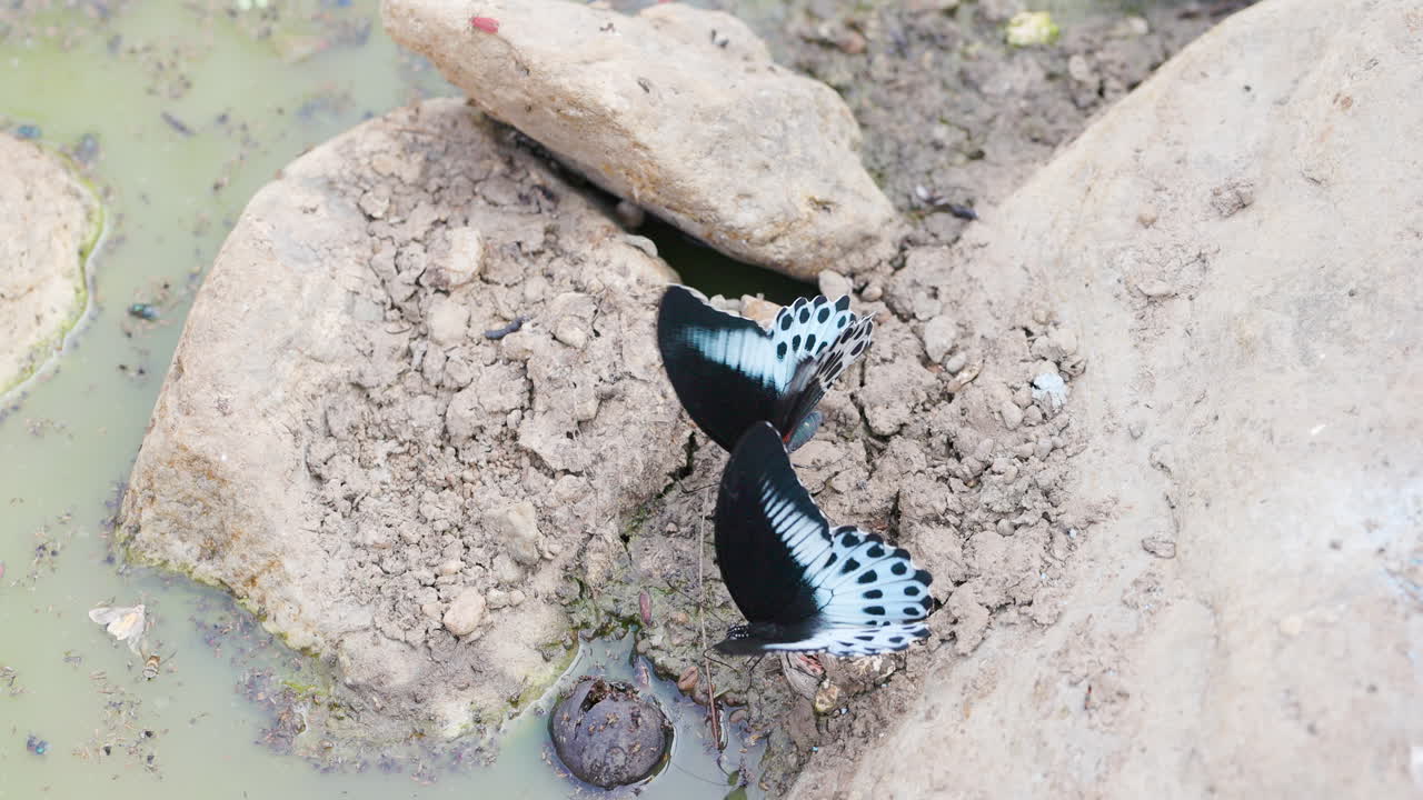 Top view: Two Blue Mormon butterflies mud-puddling in slow motion with fanning shimmering velvet wings