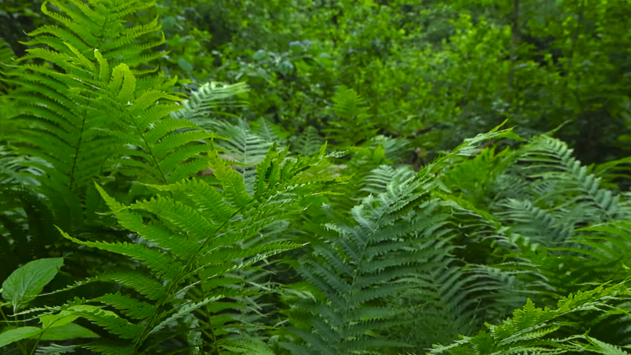 Upward moving view reveals the lush green fronds of wood ferns in closeup. Blurred backdrop of dense summer foliage with shrubs and trees. Shaded summer undergrowth of an ancient temperate forest