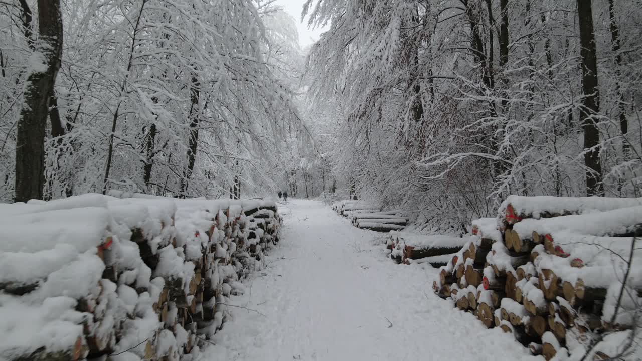 폴란드 엘블라그에서 발송 준비가 완료된 목재 통나무 보관 재고