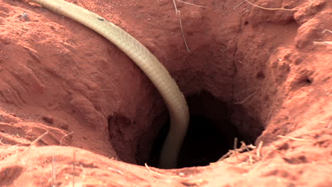 a deadly cape cobra slithers into a burrow in the ground in pursuit of a prey