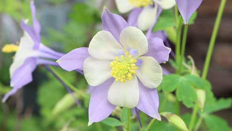 コロラド州はロッキーマウンテン・コロンビン (rocky mountain columbine) を州花としています