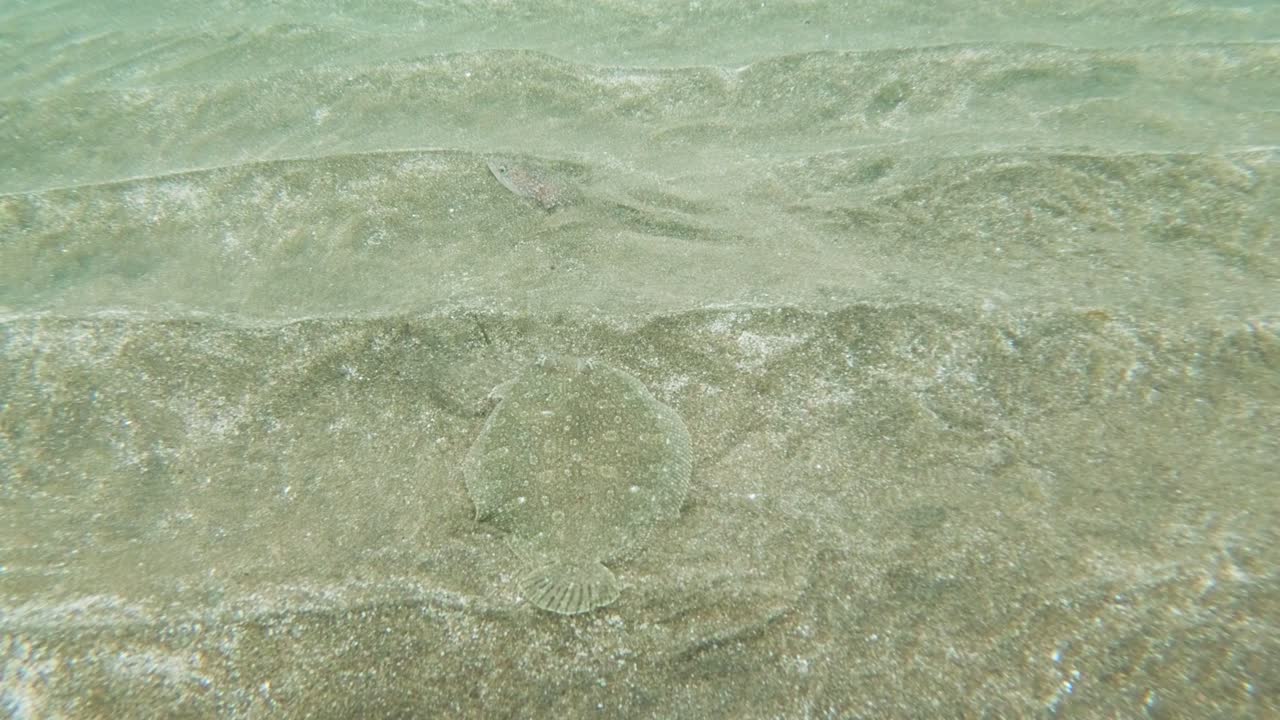 평평한 물고기와 빠른 핀 스트라이프 염소 물고기는 모래 바닥에 숨어서 빠르게 도망니다.