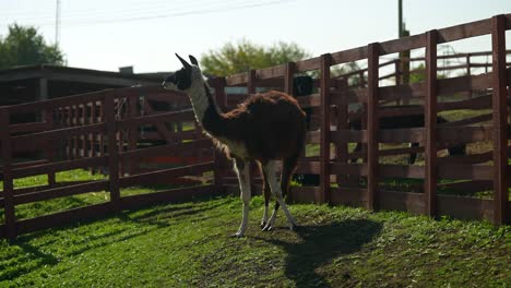 llama en un recinto cercado