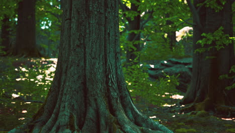 tronco y raíces de árboles forestales