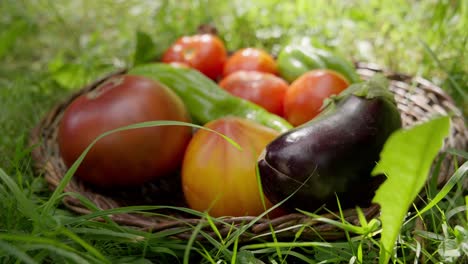 slow revealing shot of freshly farmed vegetables sitting in a basket in a field