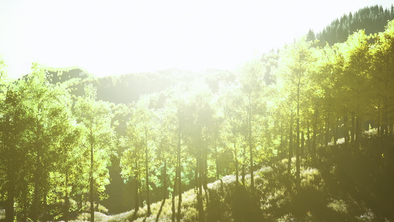 Sunlight filtering through vibrant green trees in a serene forest landscape