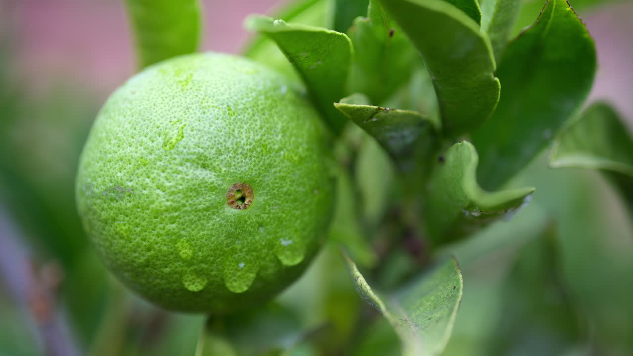 Close up of a green, wet lemon growing on a tree