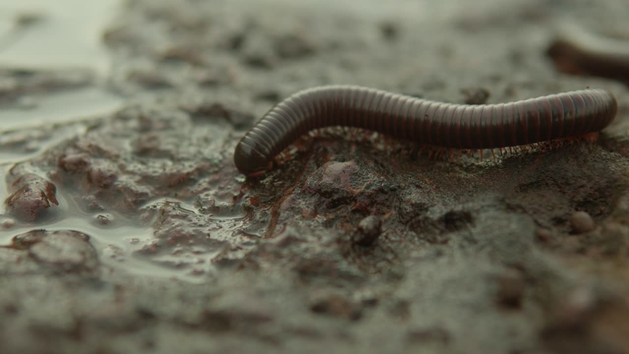 primer plano de un gusano de tierra deslizándose por el suelo húmedo y fangoso, mostrando su cuerpo segmentado en detalle