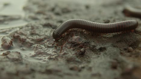 close-up of an earthworm slithering on wet, muddy ground, showcasing its segmented body in detail