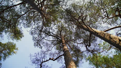 Bottom-up shot of tall pine trees on a sunny day