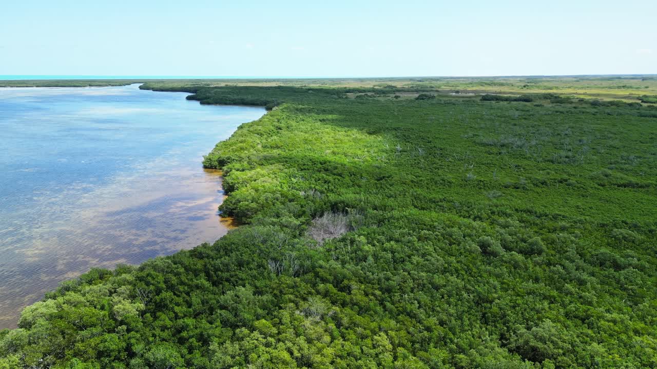 Lush green mangrove forest along the coastline of Cuyo, Yucatán, Mexico