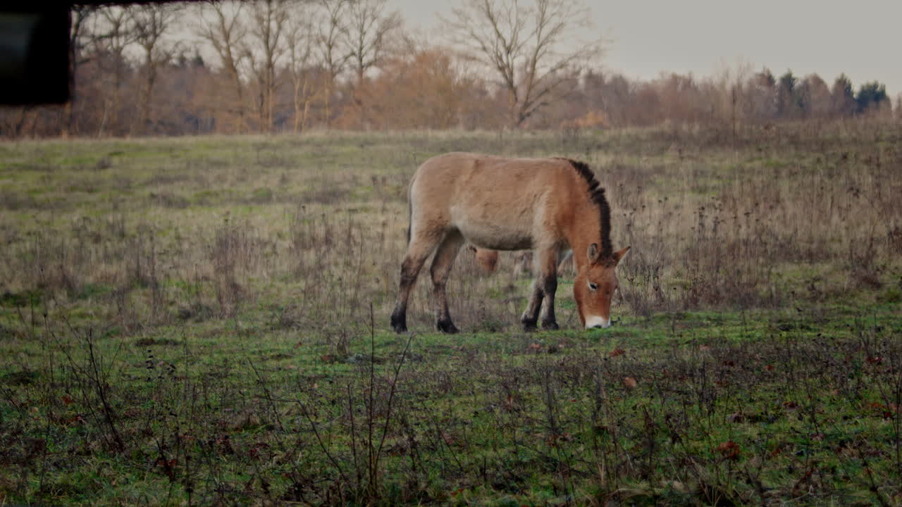 Breedbeeldopname van een Takhi wild paard dat graast in de laaglanden. Gefilmd in een natuurreservaat tijdens het gouden uur in de winter