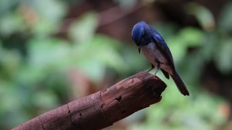 la cámara se aleja mientras se ve en la parte superior de una rama caída mientras mira hacia abajo y gira la cabeza hacia adelante, hainan blue flycatcher cyornis hainanus tailandia