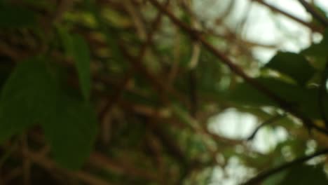 vertical slow motion dolly shot through branches and plants bali indonesia on a windy morning