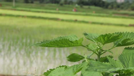 Farmers-planting-new-crops-in-rice-fields-during-the-rainy-season-at-Deoghar,-Jharkhand