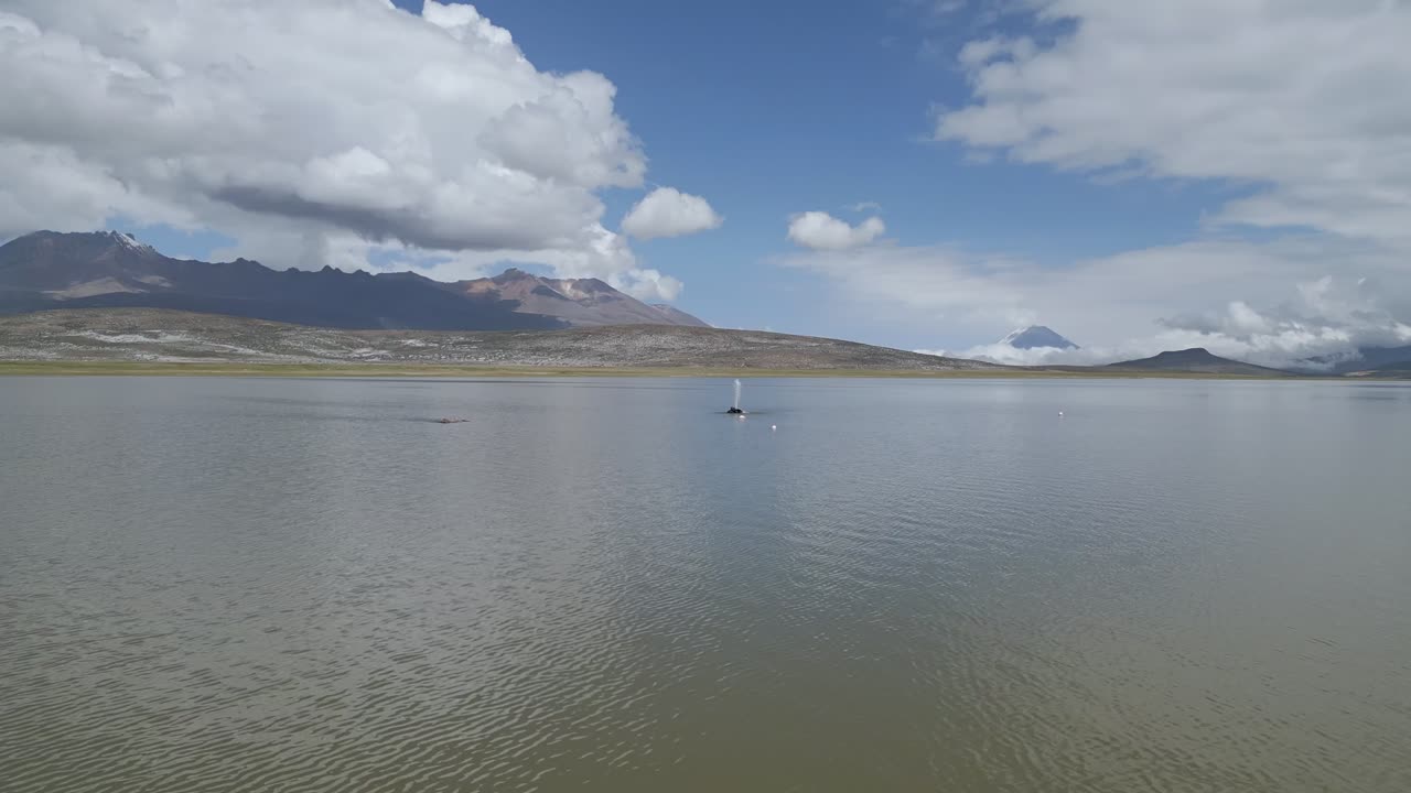 Aerial drone shot soaring above the Salar de Arequipa, showcasing a small geyser in the middle of the Salinas Aguada Blanca lagoon, with a flamingo peacefully feeding nearby.