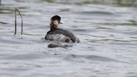 Somormujo-De-Cuello-Negro,-Podiceps-Nigricollis,-Tailandia