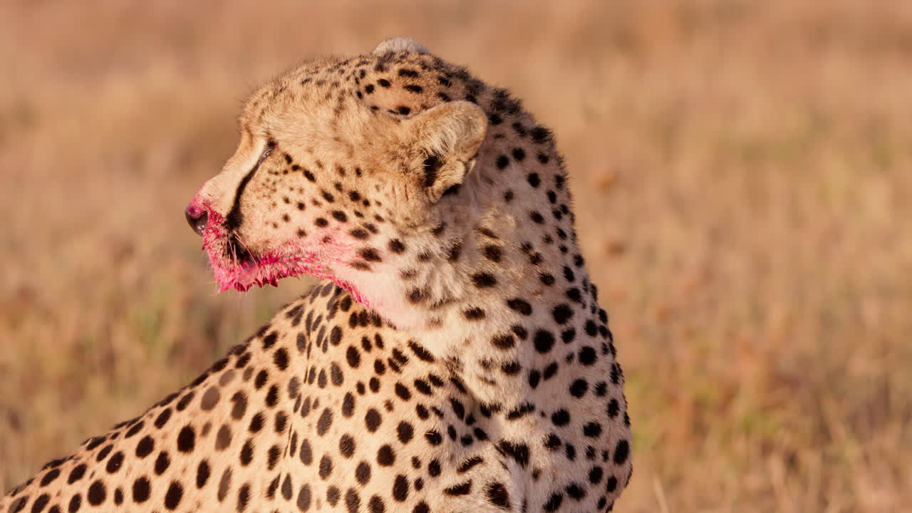 Close up shot of a monocular cheetah's face soaked in fresh blood