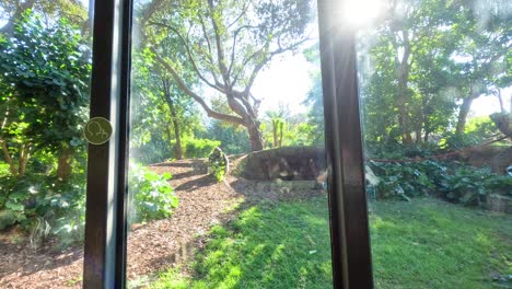 Gorilla in naturalistic zoo enclosure, sunny day