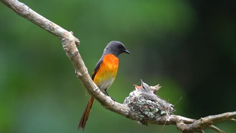 Ein-Männlicher-Kleiner-Minivet-Vogel-Füttert-Seine-Jungen-Und-Die-Blätter,-Woraufhin-Ein-Weiblicher-Vogel-Kommt,-Der-Ebenfalls-Seine-Jungen-Füttert