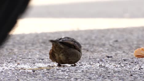 sparrows eating crumbs from a bread piece in a hidden place of city park