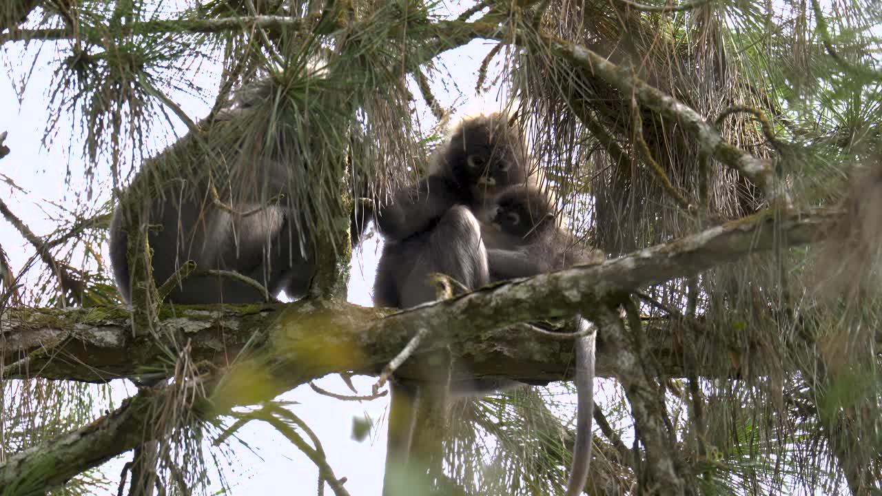 familia de monos de hoja oscura sentados en un pino en el bosque