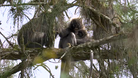 Familia-De-Monos-De-Hojas-Oscuras-Sentados-En-Un-Pino-En-El-Bosque