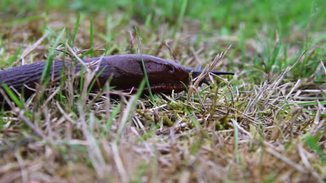 black slug pneumostome closes as it brushes against blade of grass