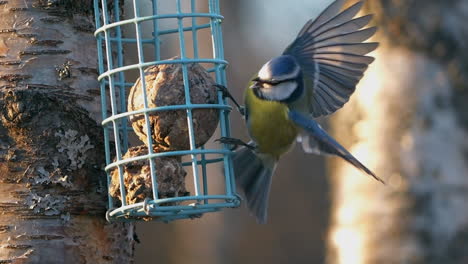 beautiful close up of a eurasian blue tit flight and landing in slow motion