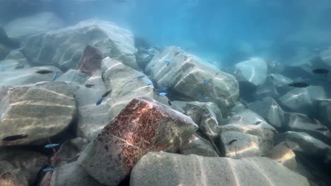 underwater footage of fish between the rocks in lake malawi. nankoma island, lake malawi. malawi.