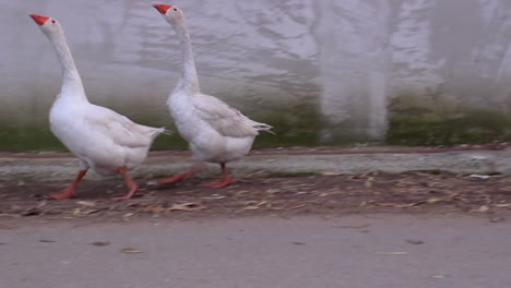 tracking shot of two playful geese walking on countryside road, day