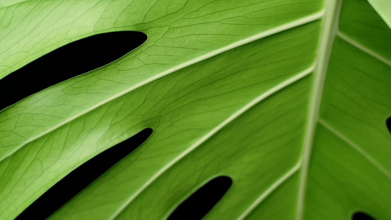 Pianta Tropicale Esotica con Enorme Foglia Verde - Monstera Deliciosa